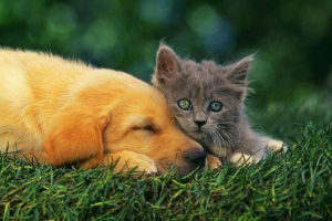 Danes je svet svetovnega ljubljenčka